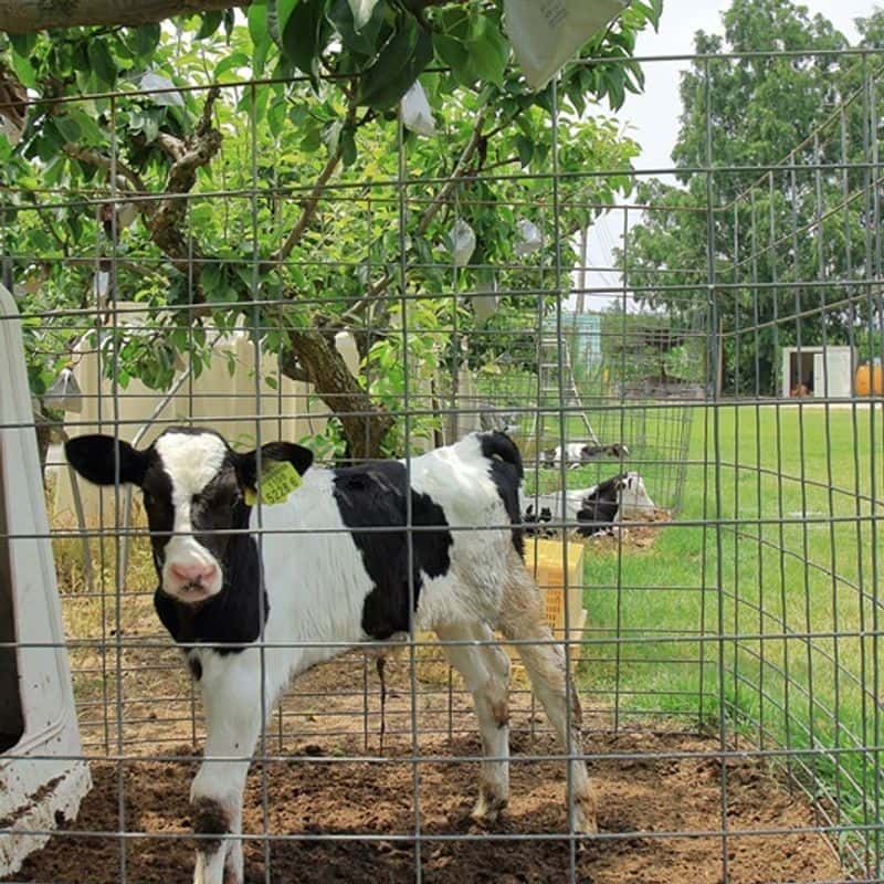 원데이클레스 1+1 일요일(공방체험+낙농,치즈체험) 사진 4