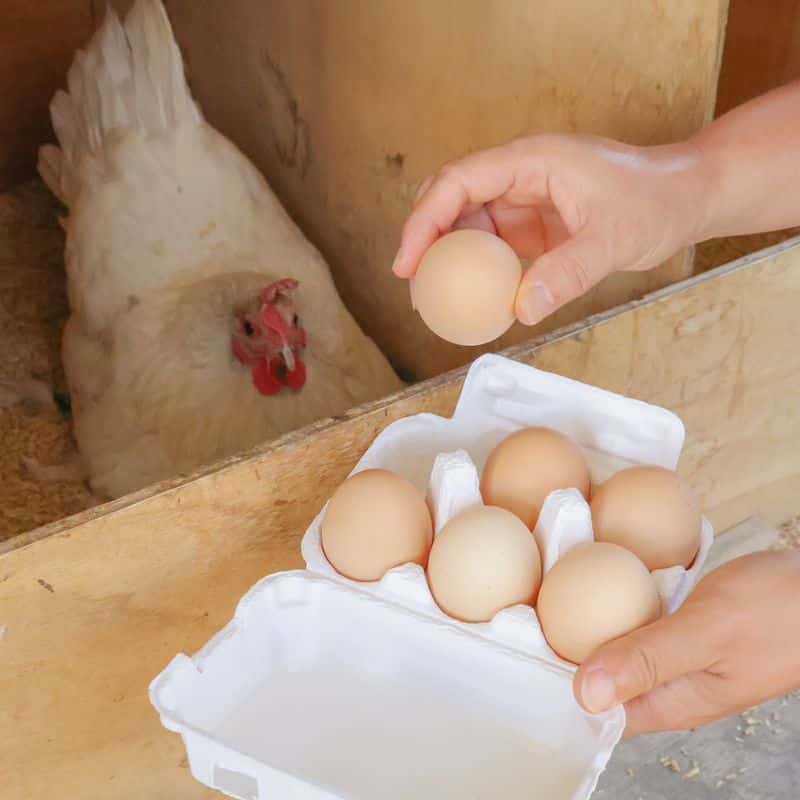 [천안/당일] 모두 행복한 동물복지 달걀 체험 사진 1