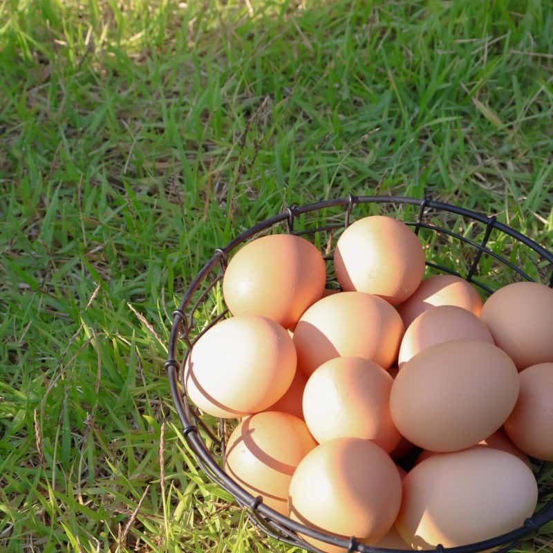 [천안/당일] 모두 행복한 동물복지 달걀 체험 사진 6