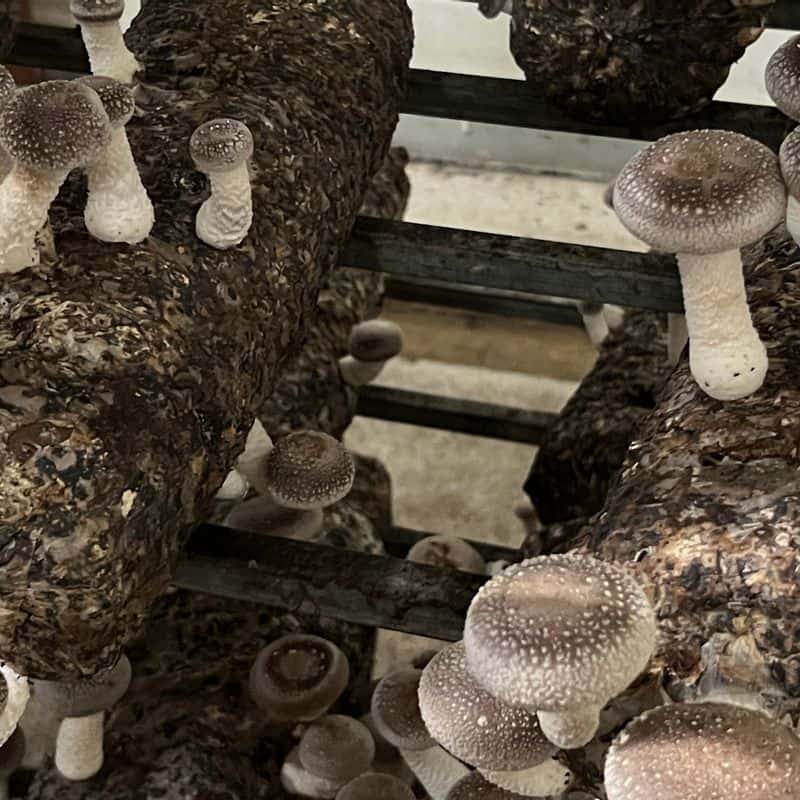 [구미/당일] 토우인형 체험+친환경 버섯수확+저녁식사 사진 2