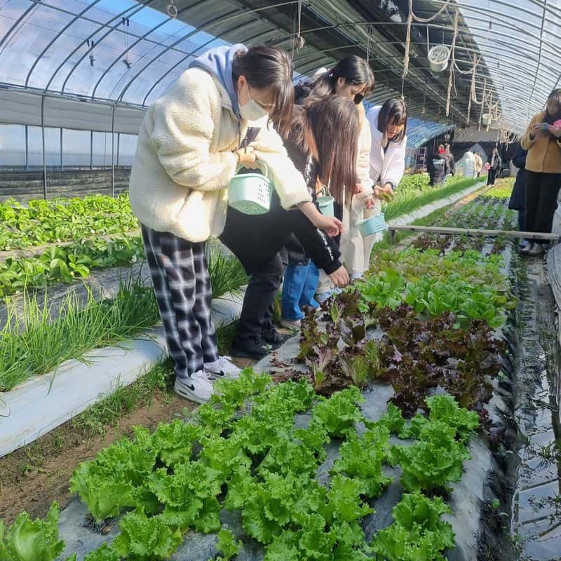 [구미/당일] 토우인형 체험+친환경 버섯수확+저녁식사 사진 3