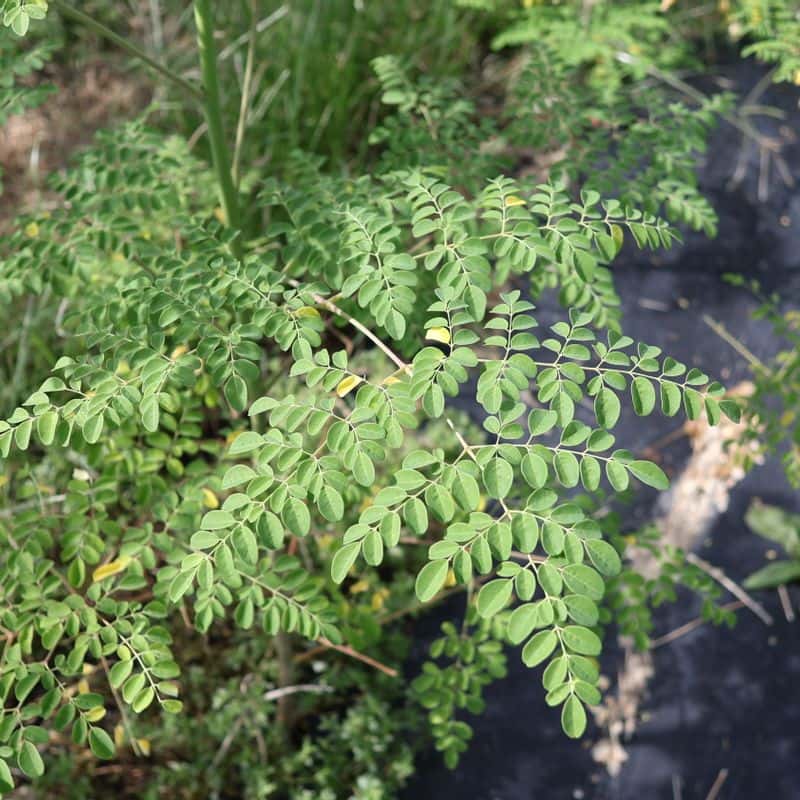 [완도/1박] 알랑가 모링가? 중년여성 디톡스 치유여행 사진 3