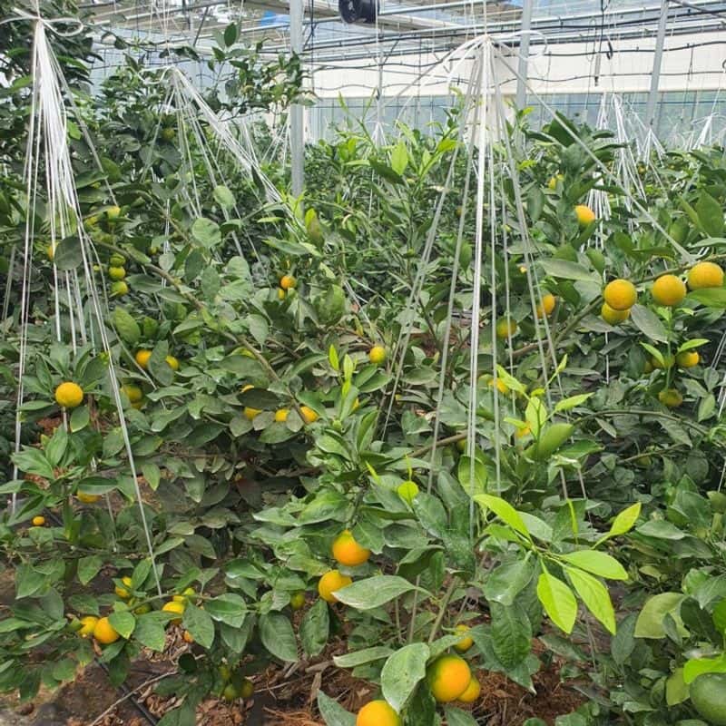 [당일/나주] 제철 농산물 수확 체험+쿠킹클래스 사진 3