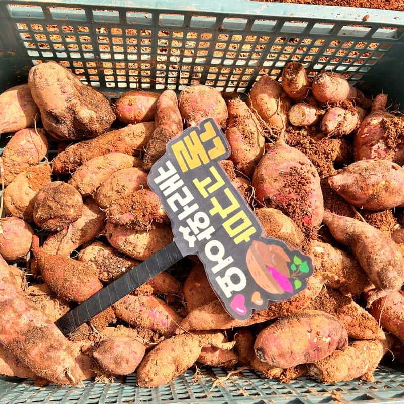 [당일/나주] 제철 농산물 수확 체험+쿠킹클래스 사진 4