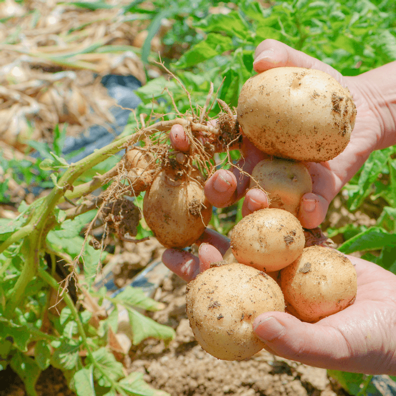 [천안] 촌캉스 1박2일 숙박+유기농식사+불멍+농장체험 사진 6
