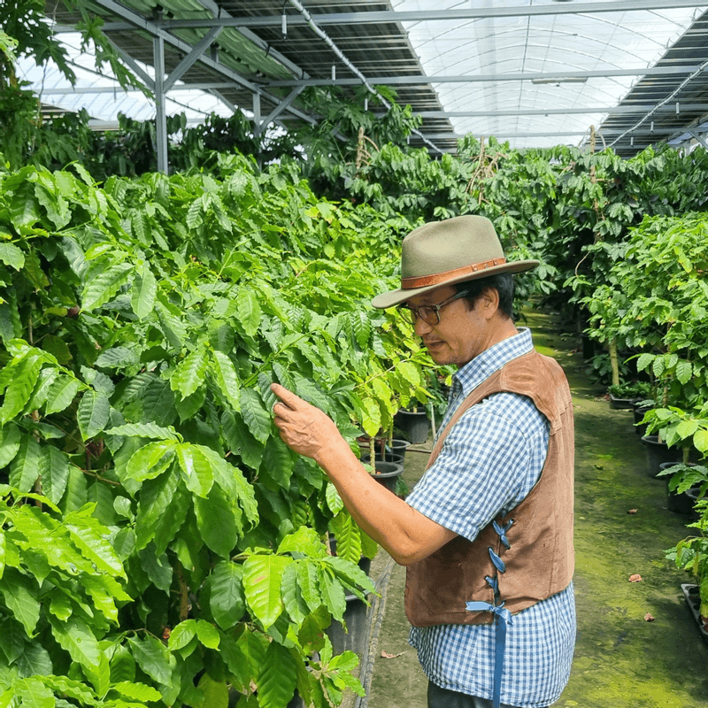 [담양/당일]나도 바리스타! 커피나무 농장 투어+로스팅 사진 1