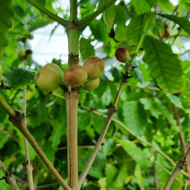 [담양/당일]나도 바리스타! 커피나무 농장 투어+로스팅 사진 2