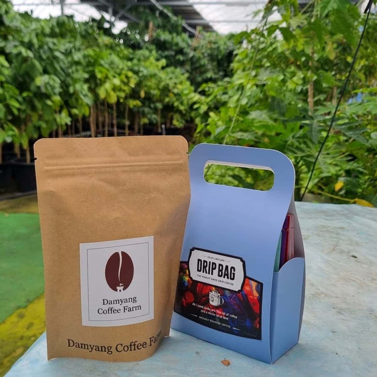 [Damyang/Day Trip] I'm a Barista too! Coffee Tree Farm Tour + Roasting photo 4