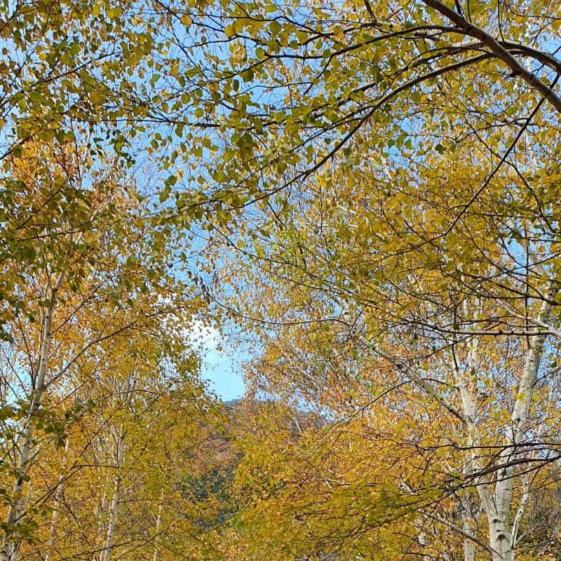 [인제/1박]싱잉볼 명상+노르딕워킹+식사2끼 사진 3