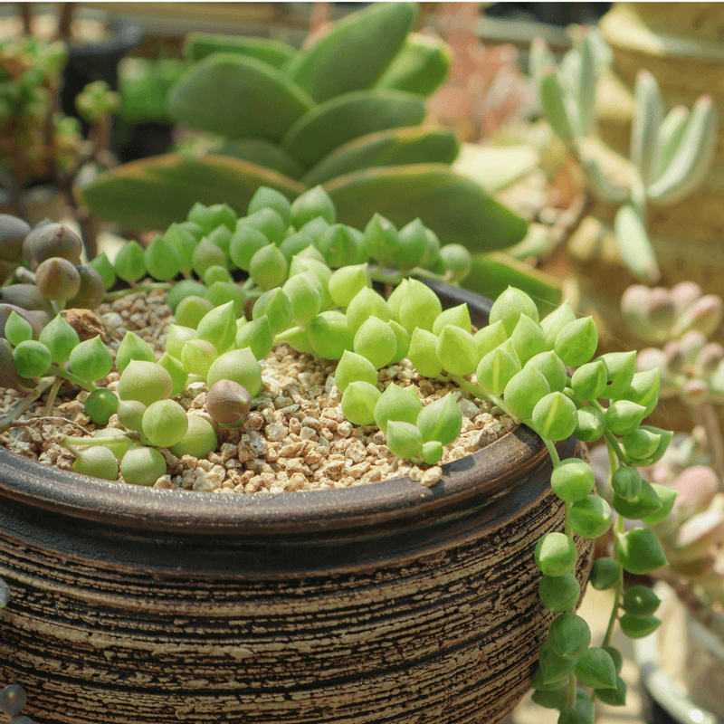 [천안] 도자기체험+원예테라피 사진 3