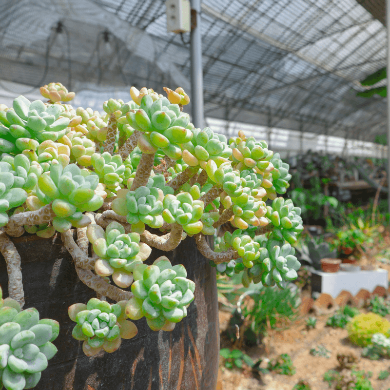 [천안] 도자기체험+원예테라피 사진 6