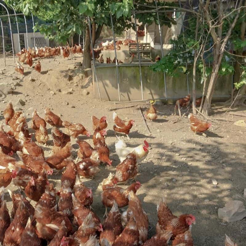 [장수/1박] 치유농장, 유정란 부자의 농생명 이야기 사진 7