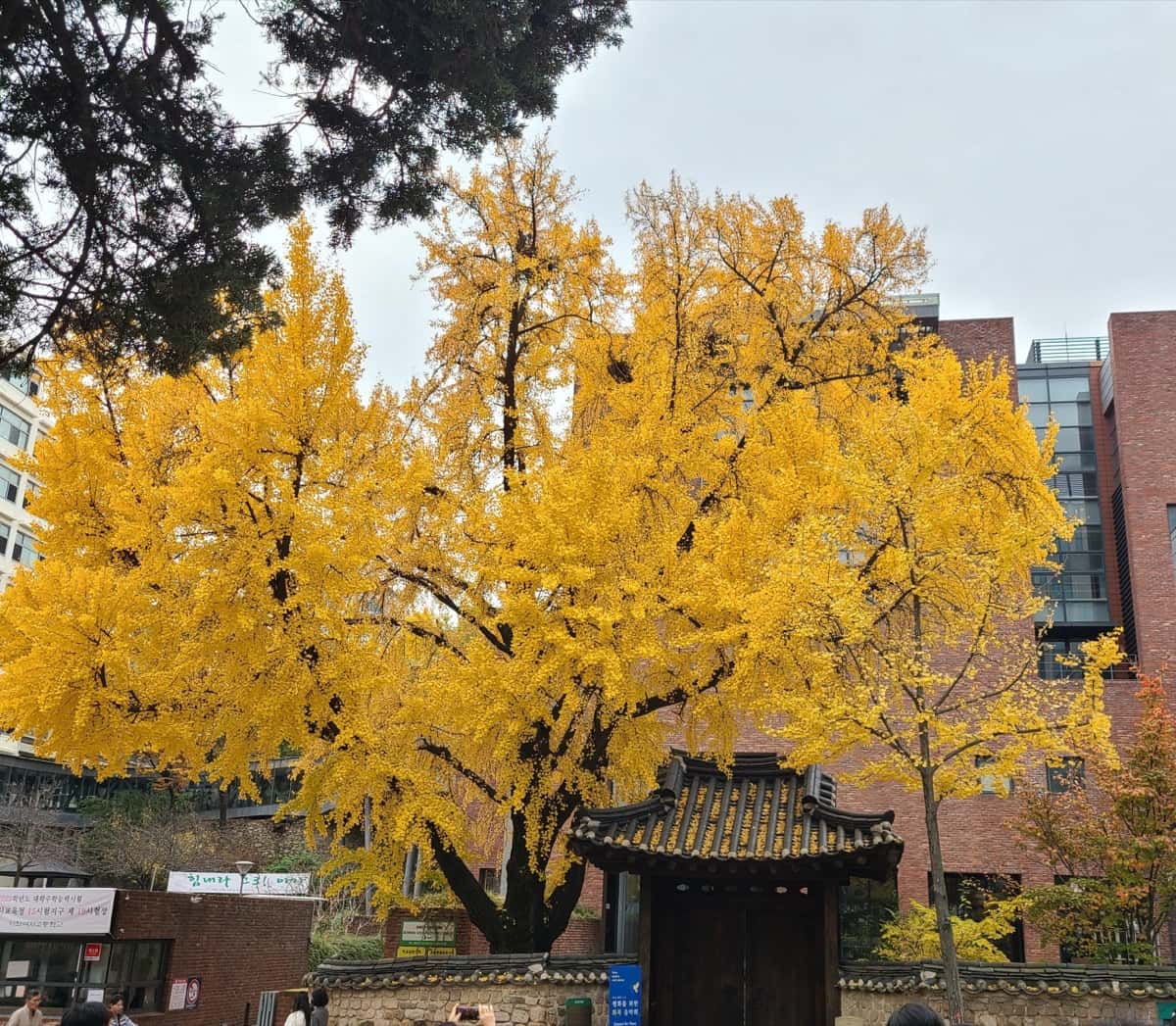 [중구] 덕수궁& 정동 산책 - 근대 역사 투어 사진 8