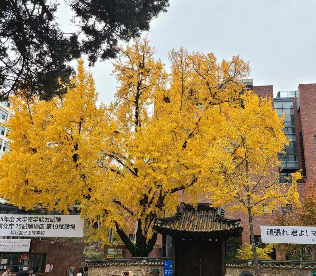 [中区] 徳寿宮＆貞洞散策 - 近代歴史ツアーの写真8