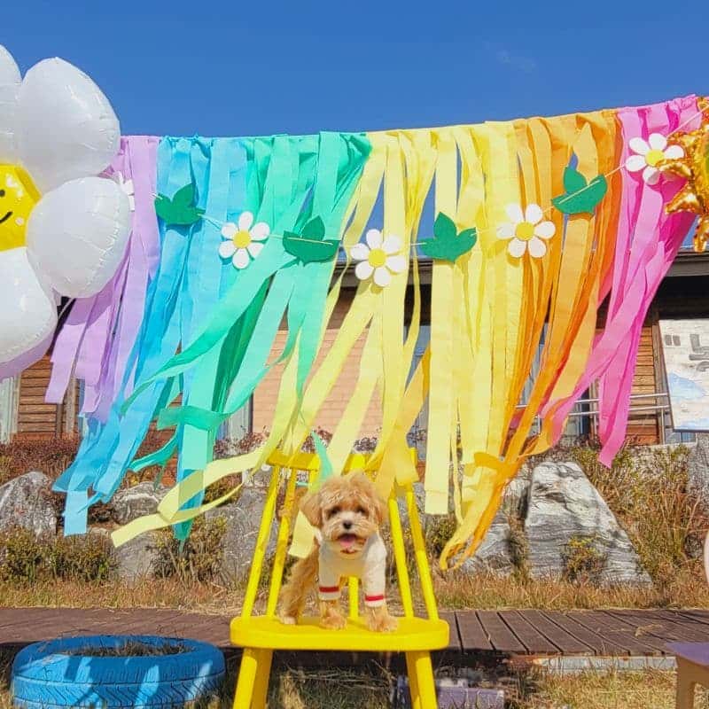 [나주/1박] 반려견동반+팜쿠킹 바베큐파티+한방 힐링 사진 1