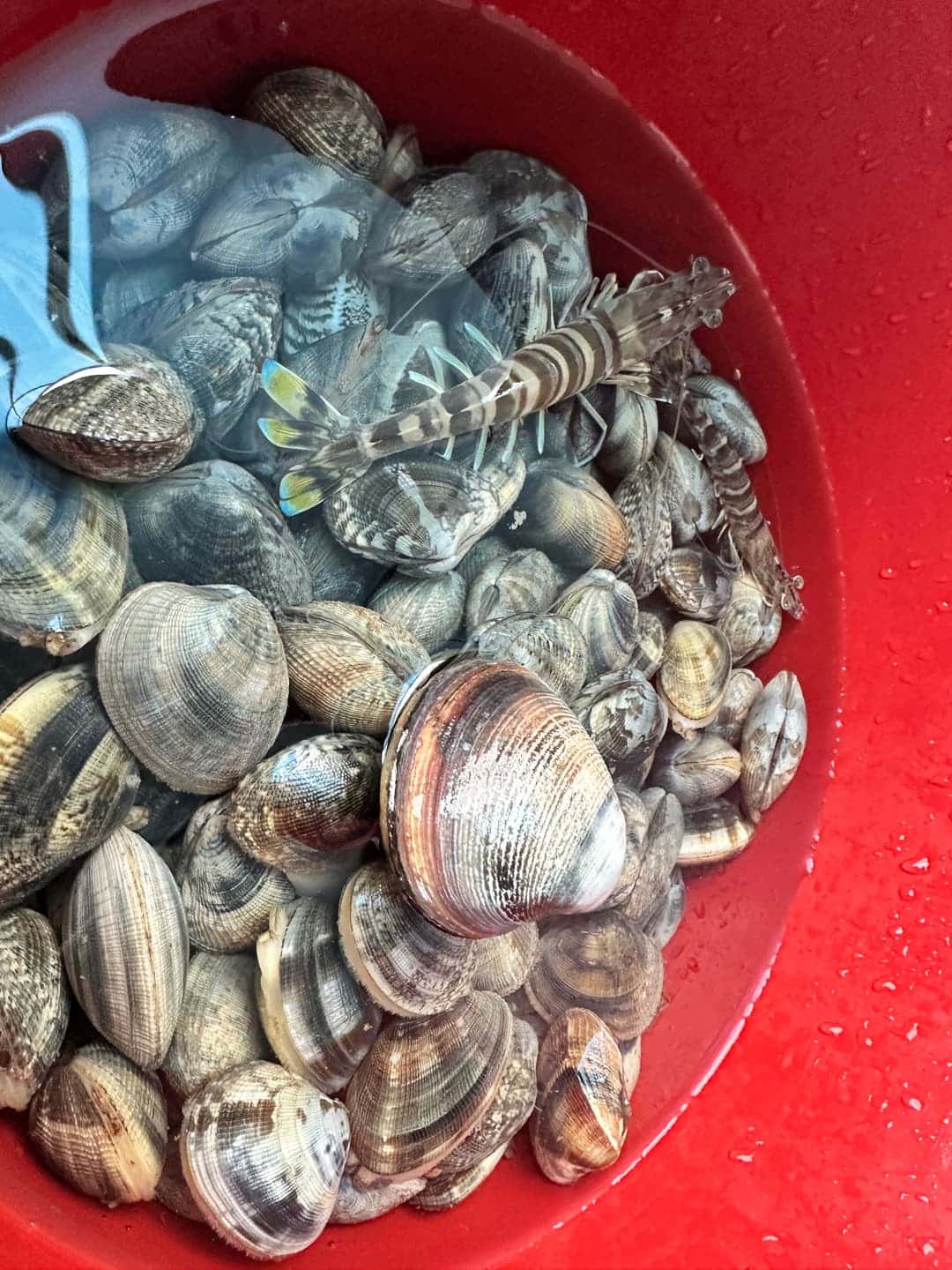 feed image 1