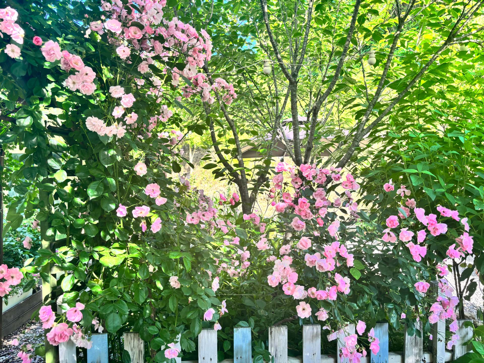feed image 4