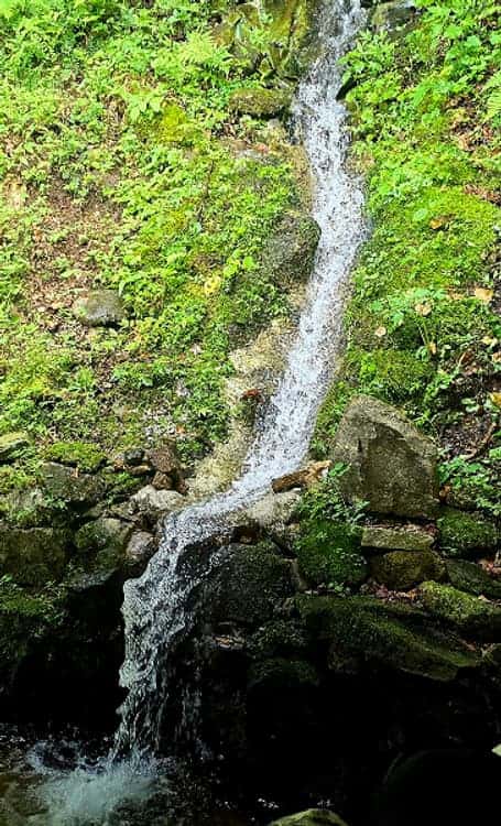 feed image 1
