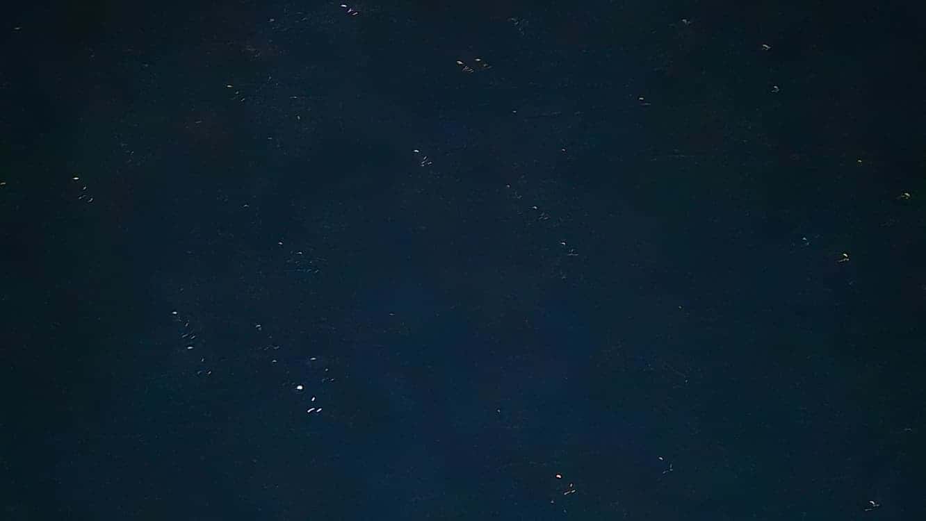 feed image 2