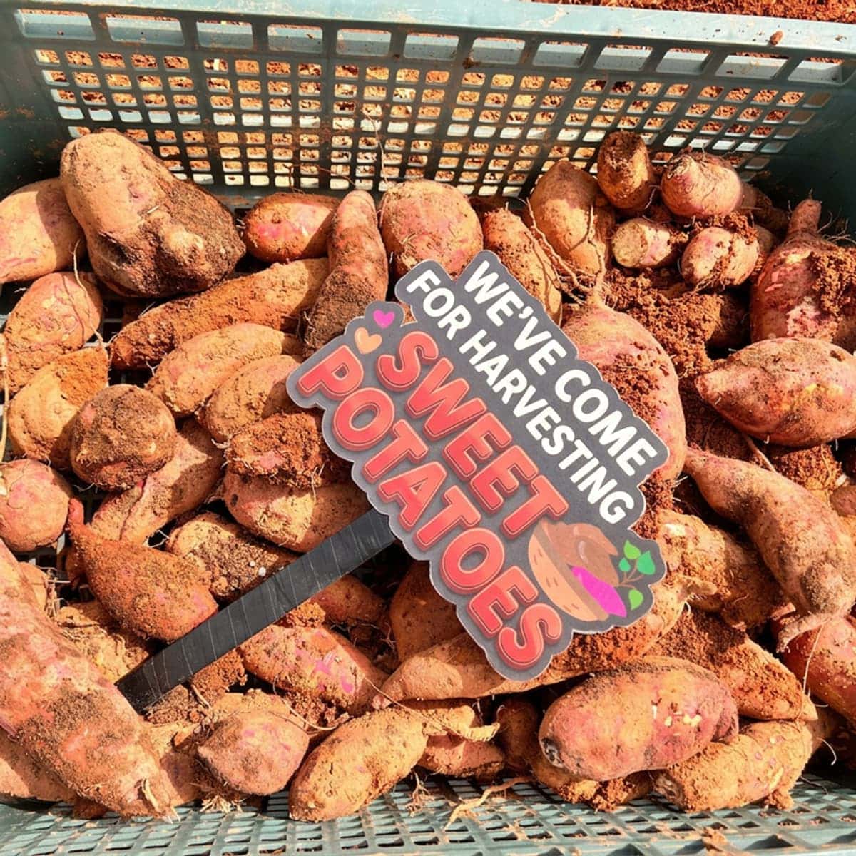 [Day Trip/Naju] Seasonal Agricultural Produce Harvesting Experience + Cooking Class photo 4