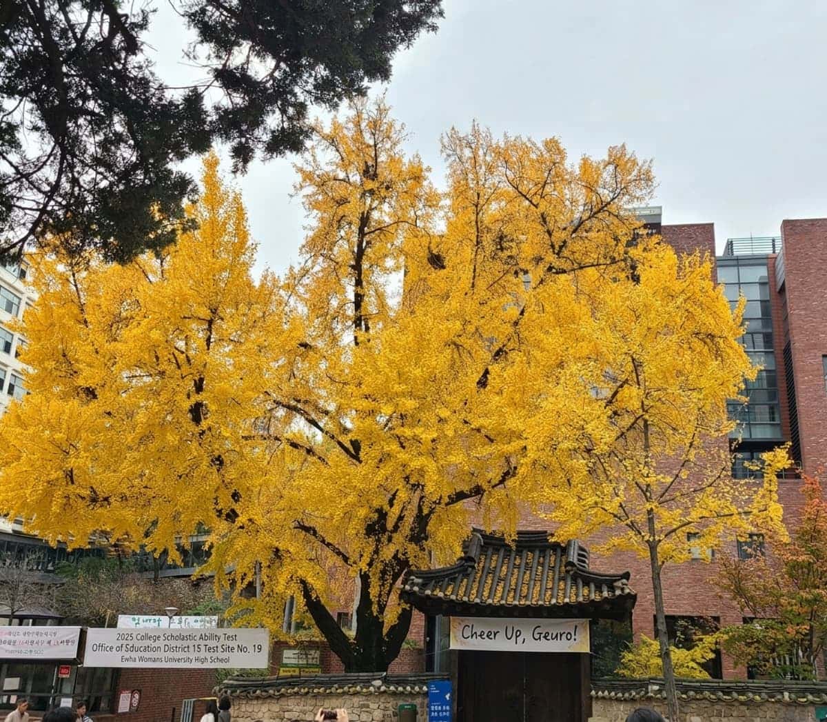 [Jung-gu] Deoksugung Palace & Jeong-dong Stroll - Modern History Tour photo 8