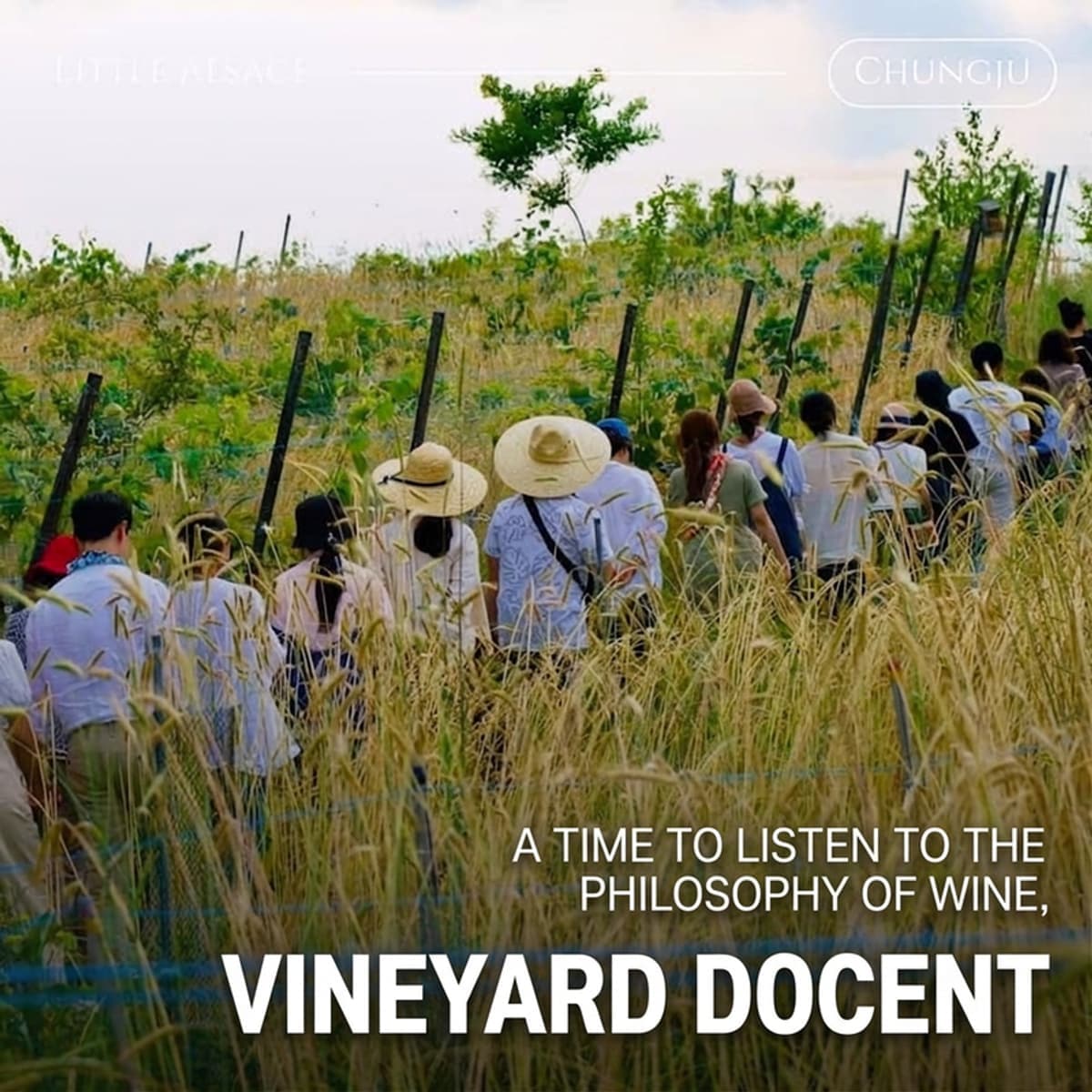 [Chungju] Vineyard Table at Petit Alsace Winery | Wine Tasting + Pairing Dinner + Plant Therapy 🍇 photo 3