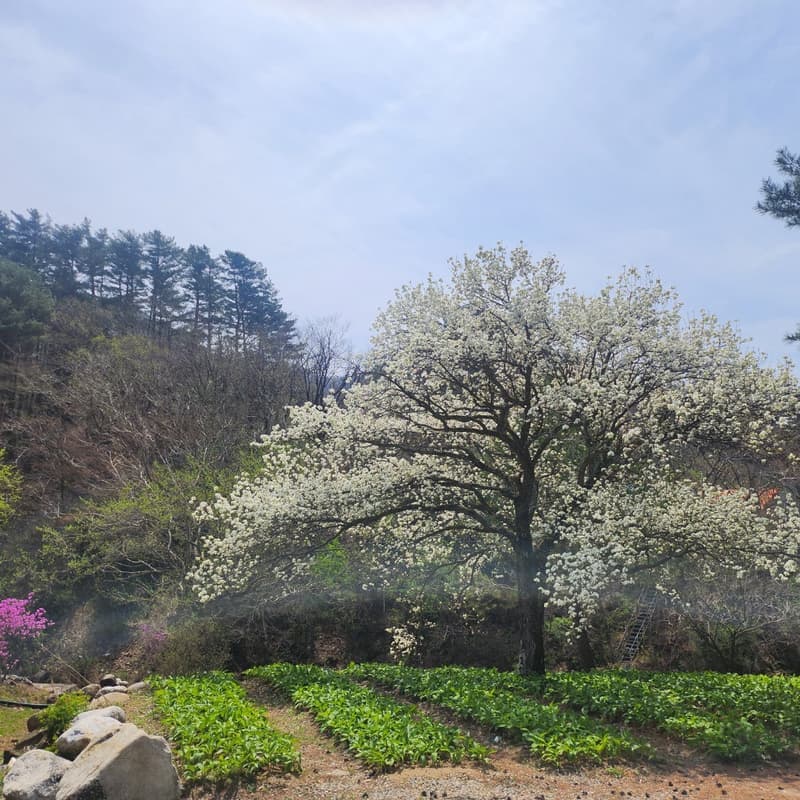 [홍천/1박]언니네 텃밭서리 + 에코염색 + 약초 족욕 사진 3