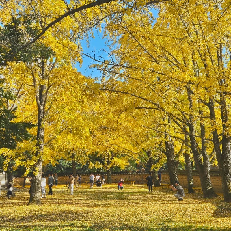 [당일/보령] 호밀빨대와 땅콩기차투어 제공 ㅣ 너랑노랑 은행마을 걷쮸 🌾 사진 3