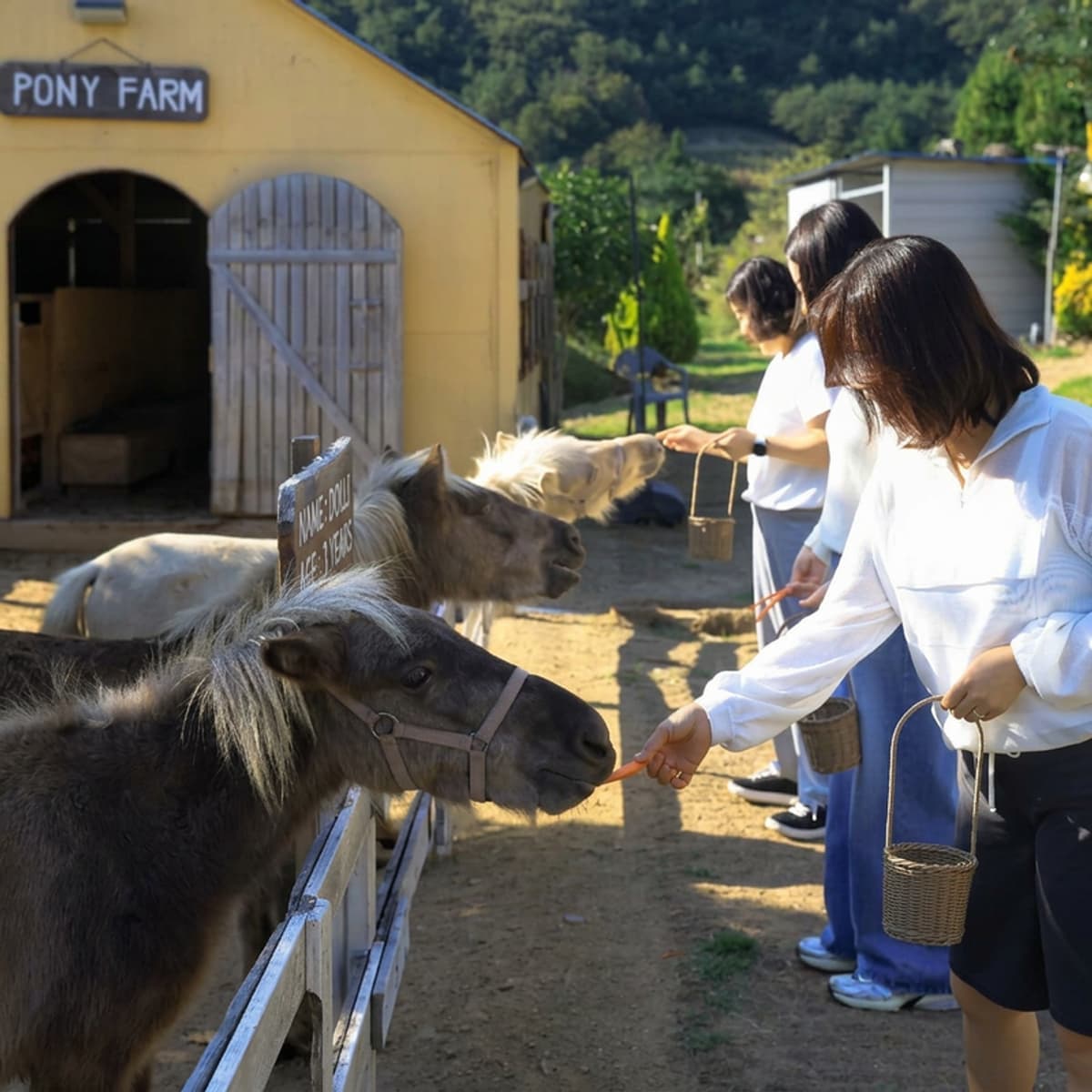 [1 Night/Wando] Wife's Garden Healing Farm | Caravan + Pressed Flower Experience + Seafood BBQ 🌷 photo 4