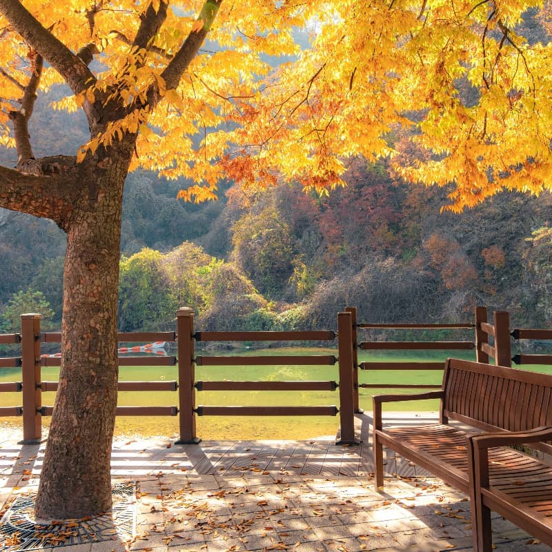 [원주/당일] 단풍 투어🍁 소금산 그랜드밸리 케이블카/출렁다리+치악산 구룡사+더덕구이 사진 5