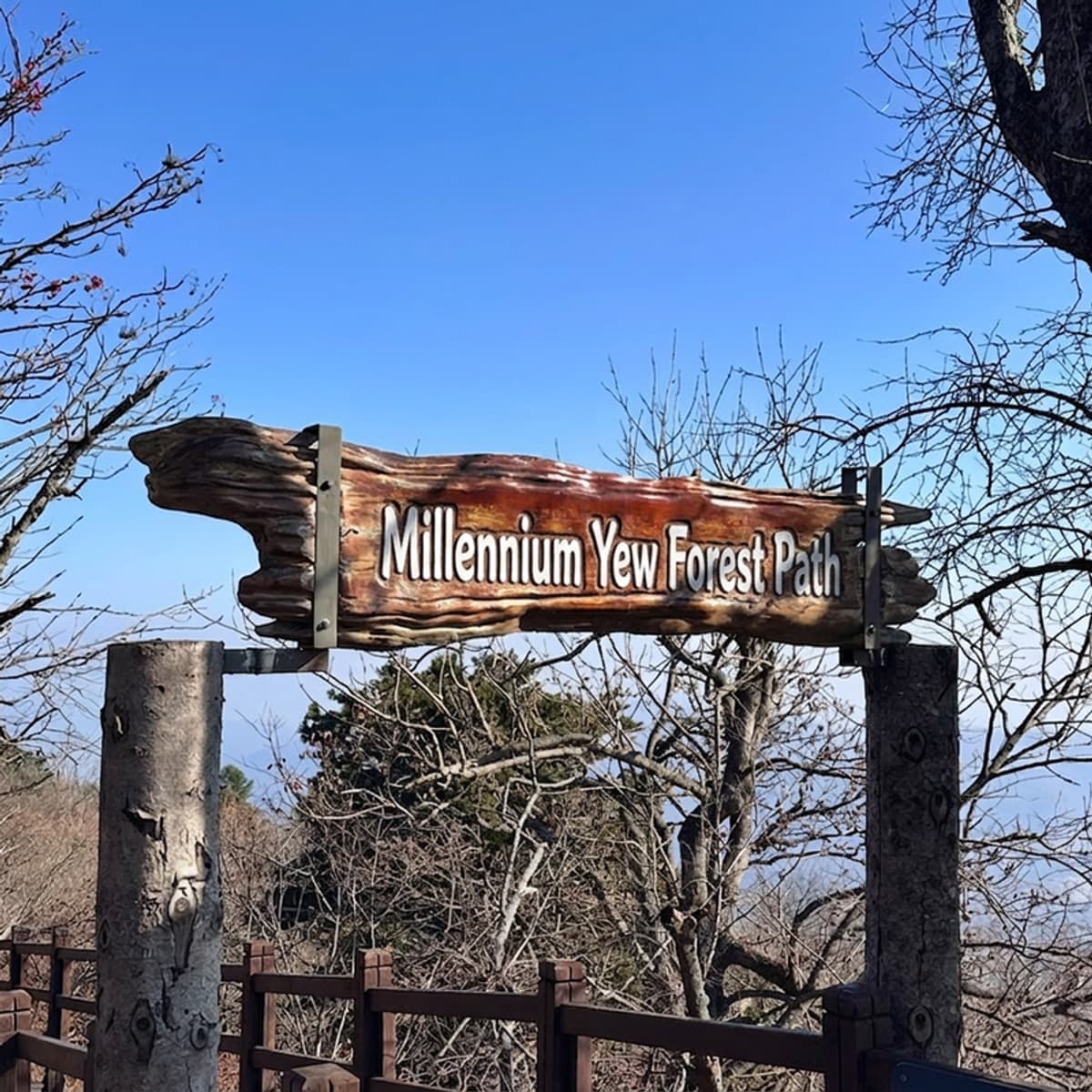 [Pyeongchang/Day Trip] Autumn Foliage Tour🍁 Balwangsan Cable Car + Millennial Yew Tree Forest Trail + Odaesan Woljeongsa Fir Forest + Wild Herb Set Menu photo 5