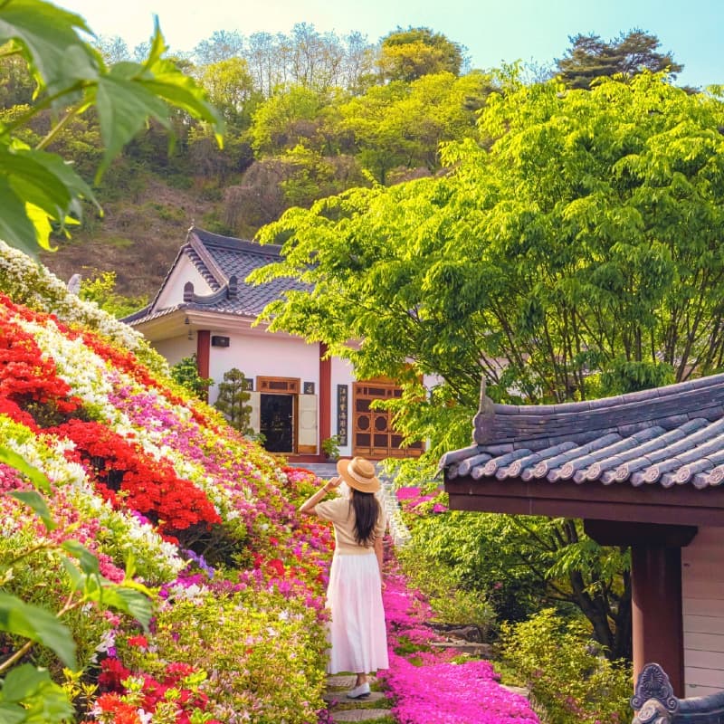 [산청/1박] 한방 웰니스의 도시, 봄빛 산청 패키지여행 🌸 사진 3