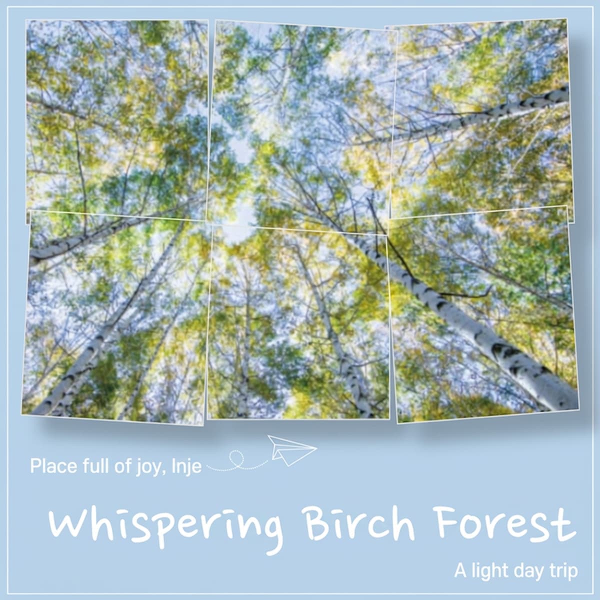 [Inje/1-Day] Whispering Birch Forest photo 1