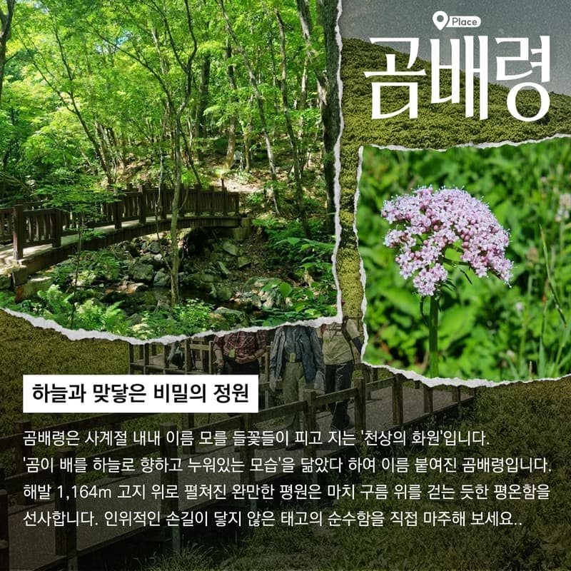 [인제/숙박]야생화의 숲 천상의 화원, 곰배령 사진 2
