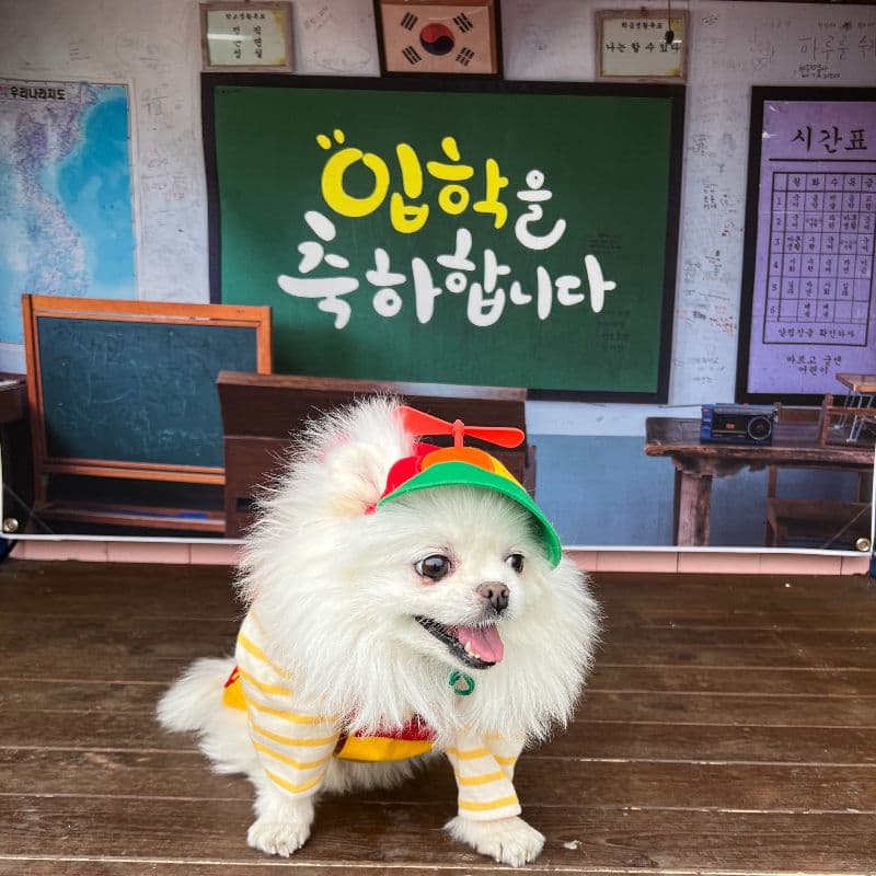 [양구/1박]반려견과 함께 별빛산책 + 사과간식 만들기 사진 1