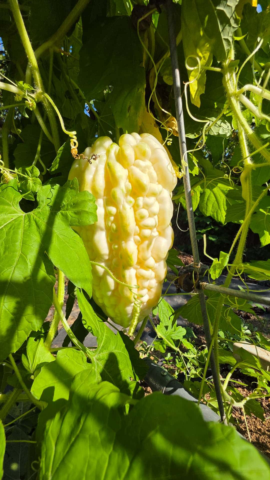 feed image 4