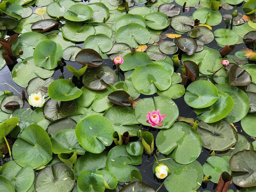 feed image 3