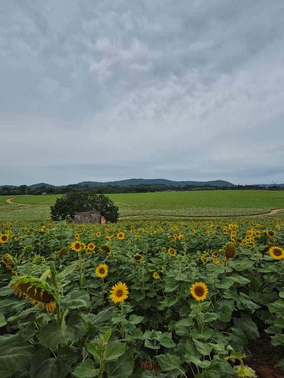 feed image