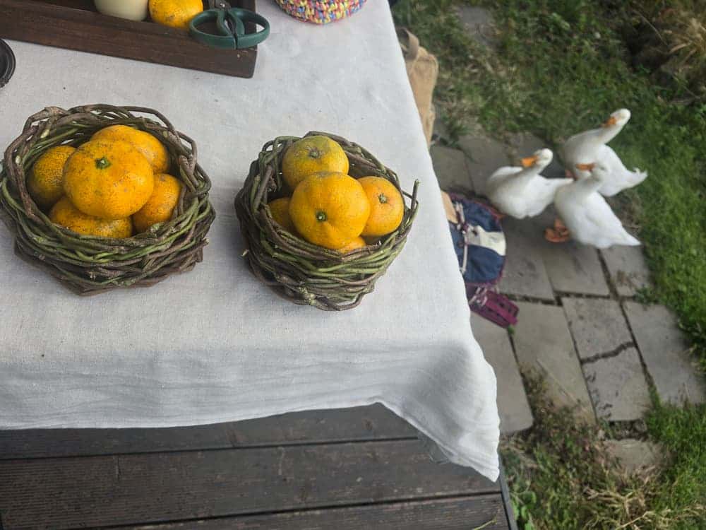 feed image 2