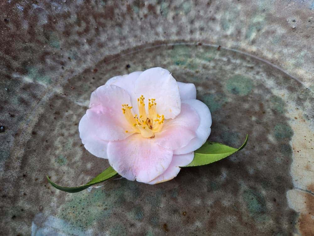feed image 1