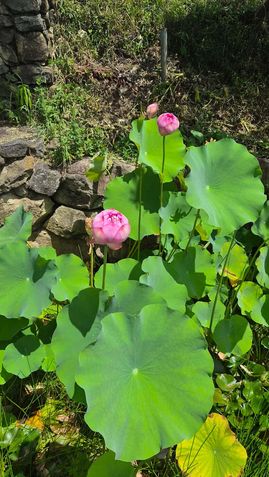 feed image 1